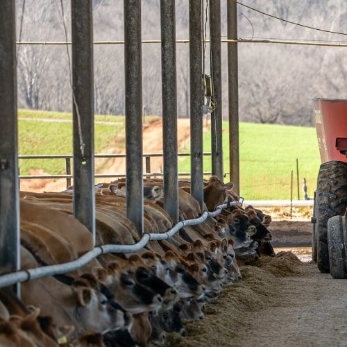 الو ارگانیک